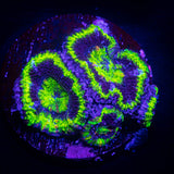 Green Rim Acan
