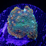 Groovy Mushroom