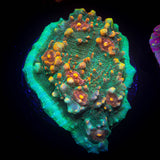 LRO Fukushima Chalice