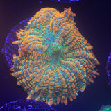 Caribbean Crush Rhodactis