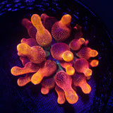 Chicago Sunburst Anemone