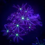 Daisy Clove Polyps