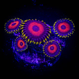 Watermelon Zoas