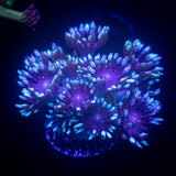 LRO Berrywinkle Goni