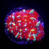 Peppermint Micromussa