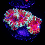 Blast Off Acan