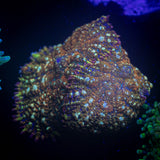 Crimson Tide Rhodactis