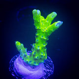 Green Goblin Anacropora
