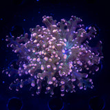Pink Tip Frogspawn