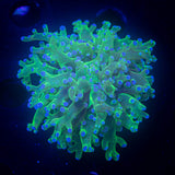 Blue Tip Frogspawn