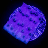Purple Scroll Coral