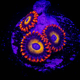 Blue Eye Blondie Zoas