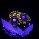 Smurfette Zoas