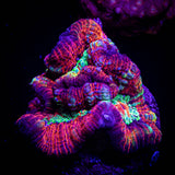 Firestorm Wilsoni