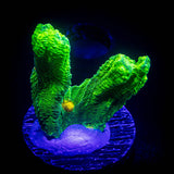 Space Invader Pectinia