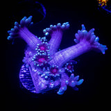 LRO Berrywinkle Goni