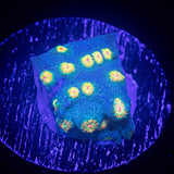 Sponge Bob Cyphastrea
