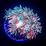 LRO Bubbleyum Goni