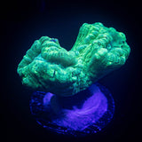 Teal Trumpets