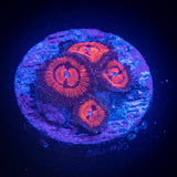 WWC Bloodsucker Zoas