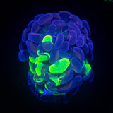 Ultra Splatter Hammer