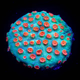 Meteor Shower Cyphastrea