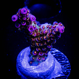 WWC Jello Shot Acro