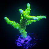 Green Goblin Anacropora