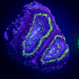 Green Ring Acan