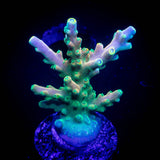 CB Flaming Unicorn Acro