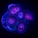 JF Punch Drunk Zoas