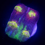 LRO Yellow Eye Mycedium HOT