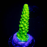 Bali Green Slimer Acro