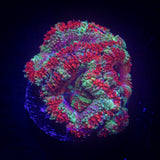 Razzleberry Acan