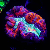 Firestorm Wilsoni