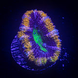 Alien Eye Acan
