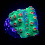 Jingle Bells Cyphastrea
