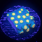 Spongebob Cyphastrea