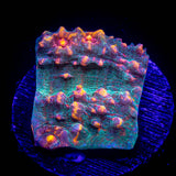 LRO Fukushima Chalice