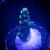 LRO Teal Latistella