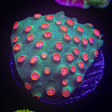 Jingle Bells Cyphastrea