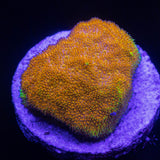 Watermelon Psammacora