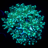 Teal Frogspawn
