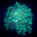 Yellow Mouth Teal Frogspawn