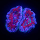 Blue Rim Acan