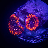 Utter Chaos Zoas