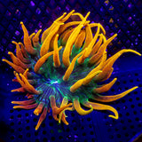 Colorado Sunburst Anenome INSANE