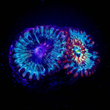 Seduction Zoas
