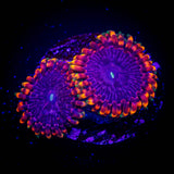 Fariy Fart Zoas