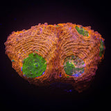 LRO Whirly Pop Echinata